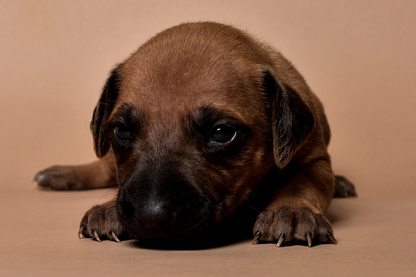 Rhodesian ridgeback girl puppy for sale--11