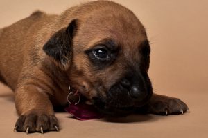Rhodesian ridgeback girl puppy for sale--14