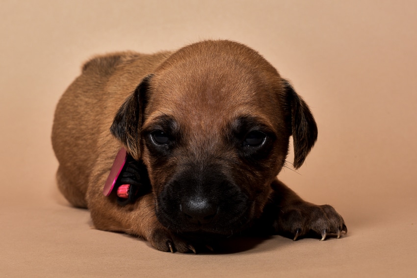 Rhodesian ridgeback girl puppy for sale--2