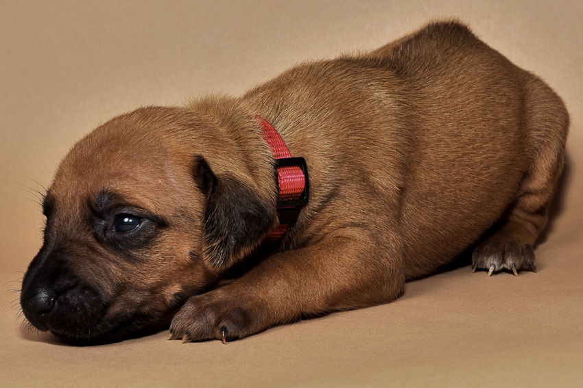 Rhodesian ridgeback girl puppy for sale--3