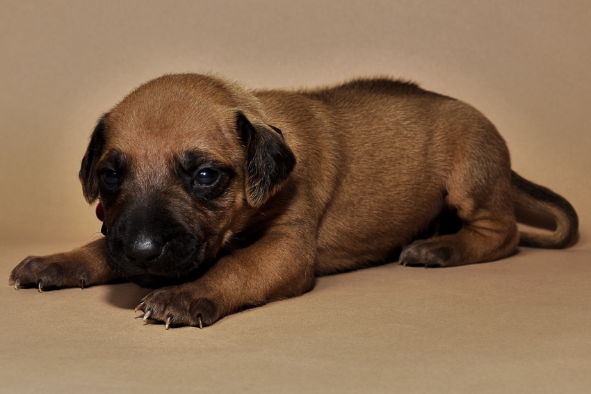 Rhodesian ridgeback girl puppy for sale--4