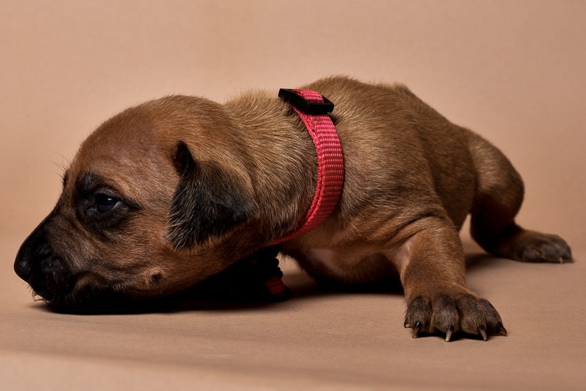 Rhodesian ridgeback girl puppy for sale--6