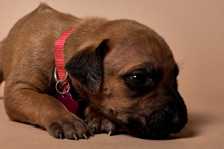 Rhodesian ridgeback girl puppy for sale--8