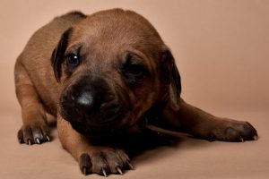 Rhodesian ridgeback male puppy for sale--3