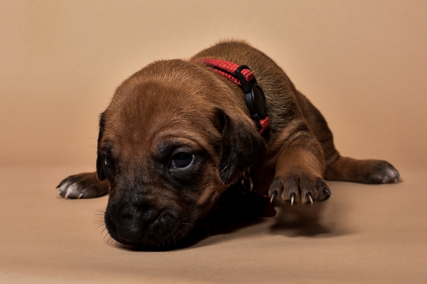 Rhodesian ridgeback puppy for sale females--6