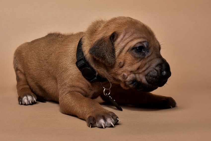 Rhodesian ridgeback puppy for sale male--10