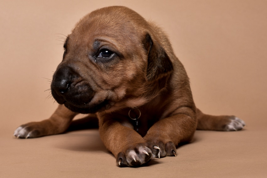 Rhodesian ridgeback puppy for sale male--14