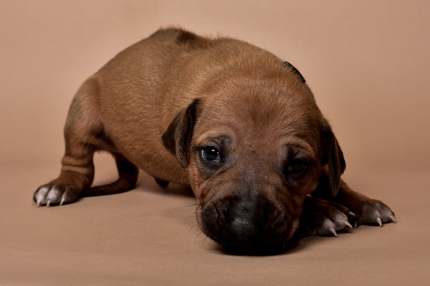 Rhodesian ridgeback puppy for sale male--5