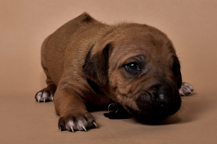 Rhodesian ridgeback puppy for sale male--6