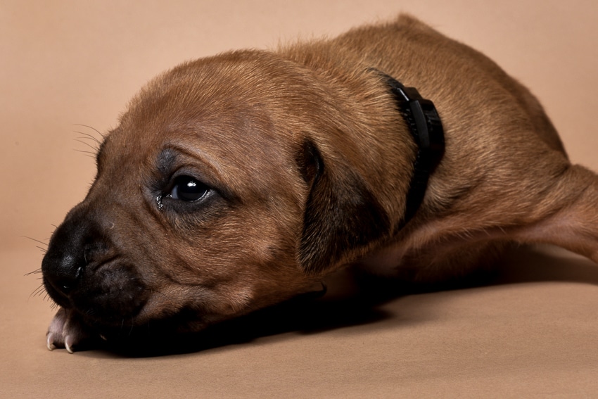 Rhodesian ridgeback puppy for sale male--8