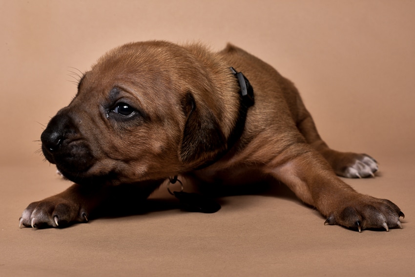 Rhodesian ridgeback puppy for sale male--9