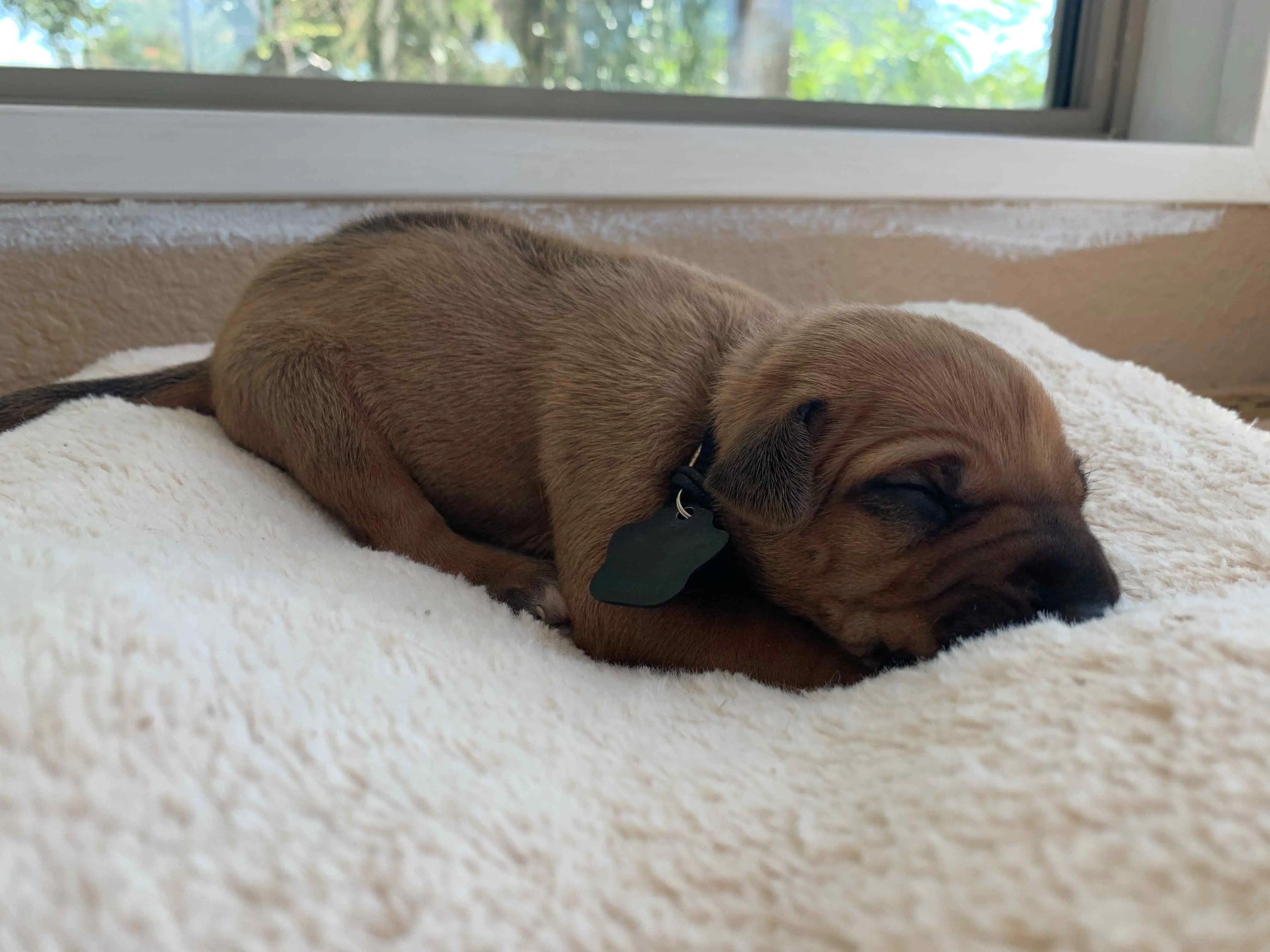 ridgeback puppy for sale austin texas black