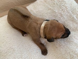 ridgeback puppies for sale austin texas 2021 litter beige