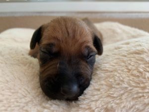 ridgeback puppies for sale austin texas 2021 litter grey