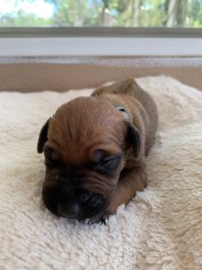 ridgeback puppies for sale austin texas 2021 litter grey