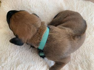 ridgeback puppies for sale austin texas 2021 litter light blue 1