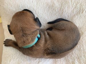 ridgeback puppies for sale austin texas 2021 litter light blue 1