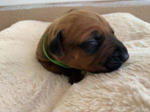 ridgeback puppies for sale austin texas 2021 litter light green