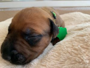 ridgeback puppies for sale austin texas 2021 litter light green