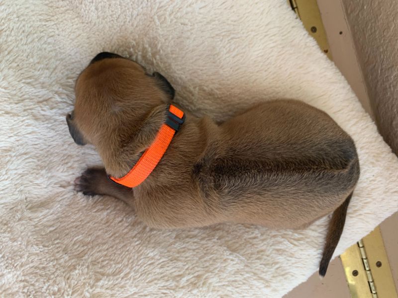 ridgeback puppies for sale austin texas 2021 litter orange
