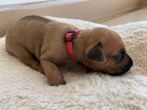 ridgeback puppies for sale austin texas 2021 litter pink