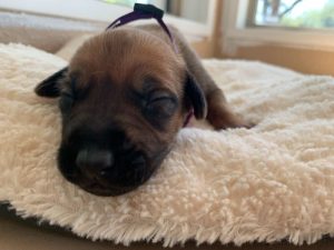 ridgeback puppies for sale austin texas 2021 litter purple