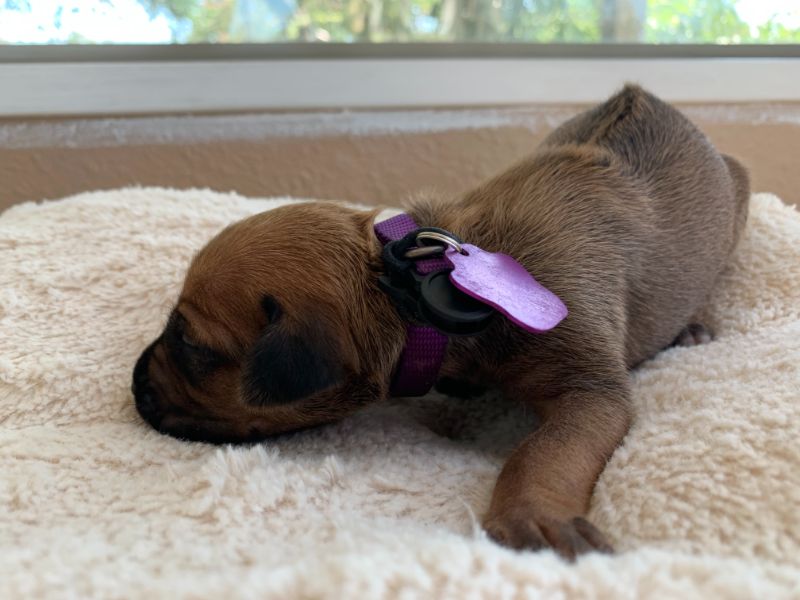 ridgeback puppies for sale austin texas 2021 litter purple