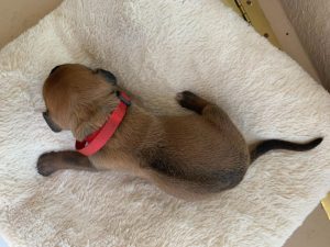 ridgeback puppies for sale austin texas 2021 litter red