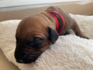 ridgeback puppies for sale austin texas 2021 litter red