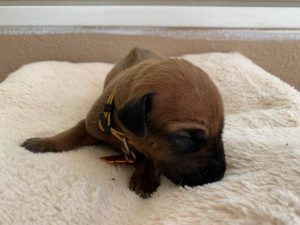 ridgeback puppies for sale austin texas 2021 litter yellow