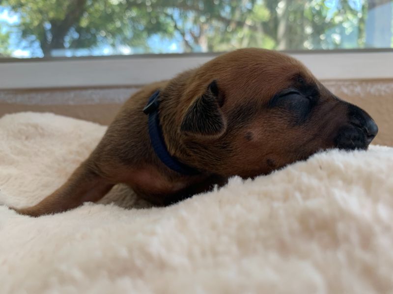 ridgeback puppy for sale austin texas 2021 litter blue