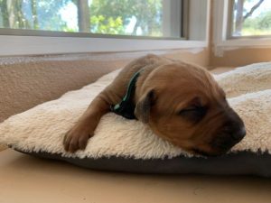 ridgeback puppy for sale austin texas 2021 litter dark green