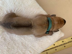 ridgeback puppy for sale austin texas 2021 litter dark green
