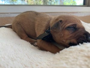ridgeback puppy for sale austin texas black