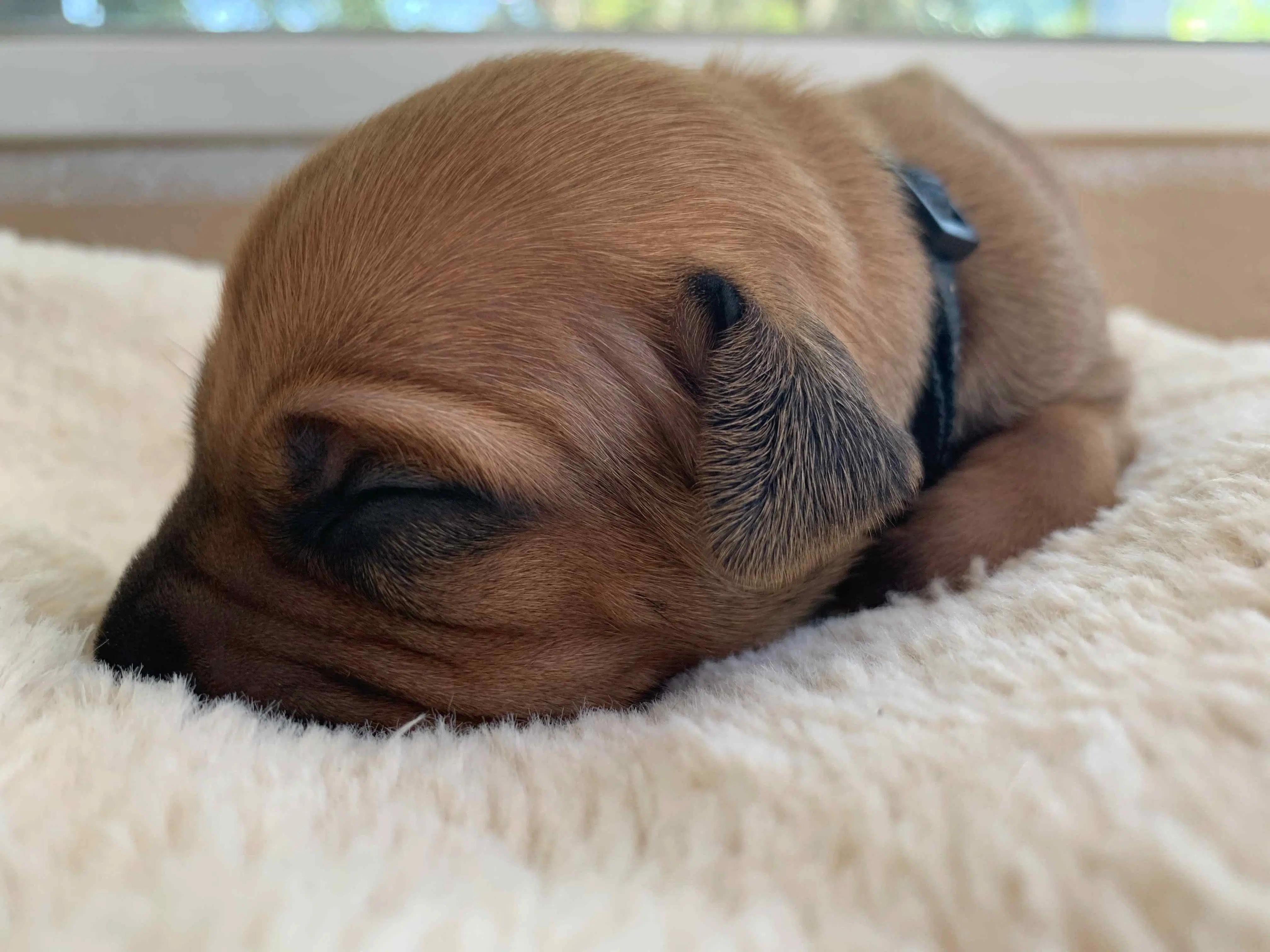 ridgeback puppy for sale austin texas black