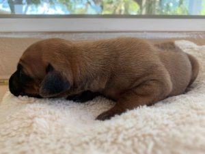 ridgeback puppy for sale austin texas blank