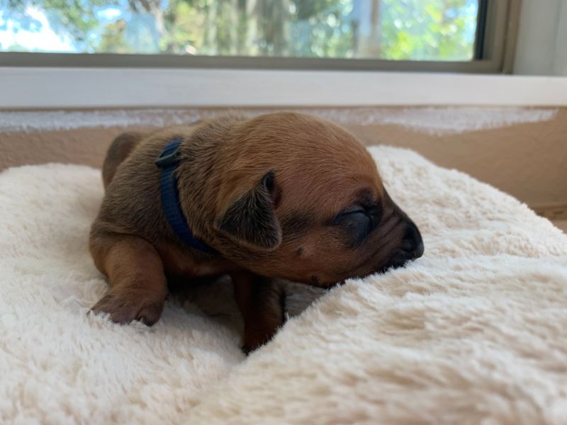 ridgeback puppy for sale austin texas 2021 litter blue
