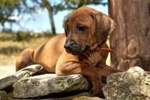 female rhodesian ridgeback puppy for sale texas puppies 1