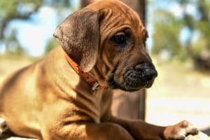 female rhodesian ridgeback puppy for sale texas puppies 2
