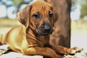 female rhodesian ridgeback puppy for sale texas puppies 3