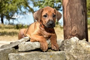 female rhodesian ridgeback puppy for sale texas puppies 4