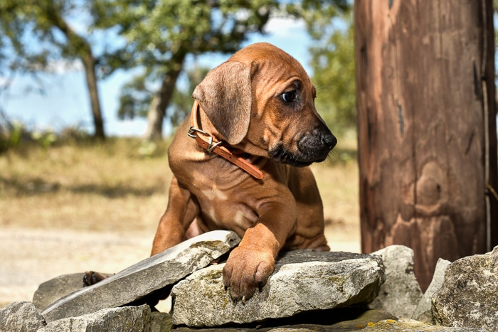 female rhodesian ridgeback puppy for sale texas puppies