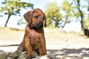 male rhodesian ridgeback puppy for sale texas 1