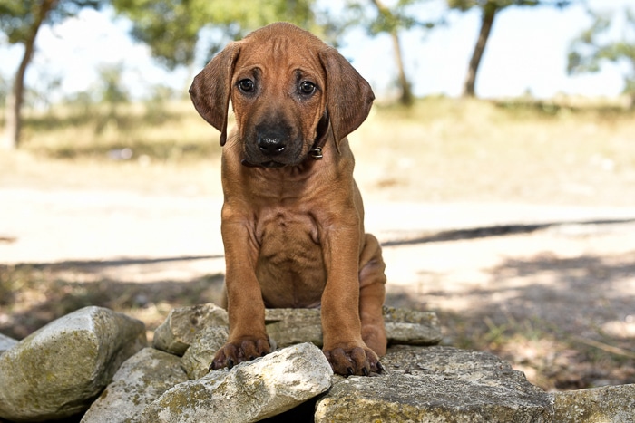 male rhodesian ridgeback puppy for sale texas 2
