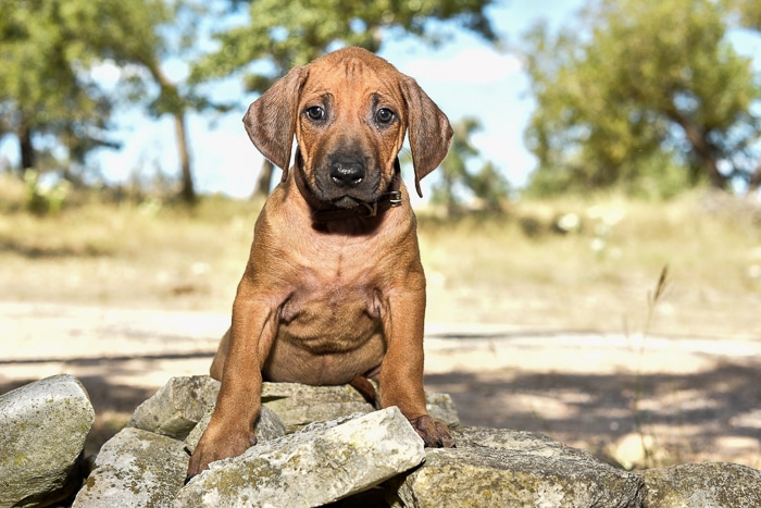 male rhodesian ridgeback puppy for sale texas 3