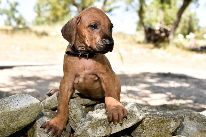 male rhodesian ridgeback puppy for sale texas puppies 1