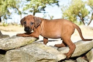 male rhodesian ridgeback puppy for sale texas puppies 2