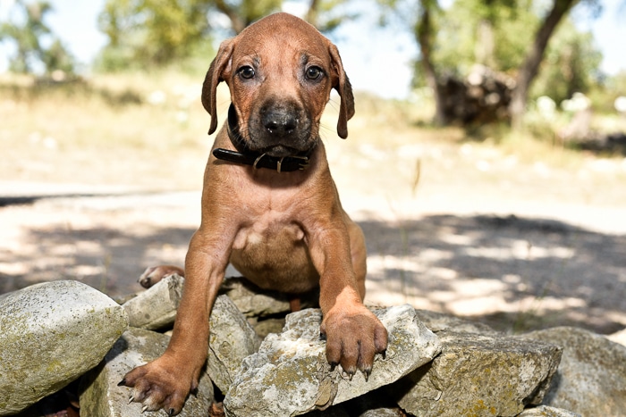 male rhodesian ridgeback puppy for sale texas puppies