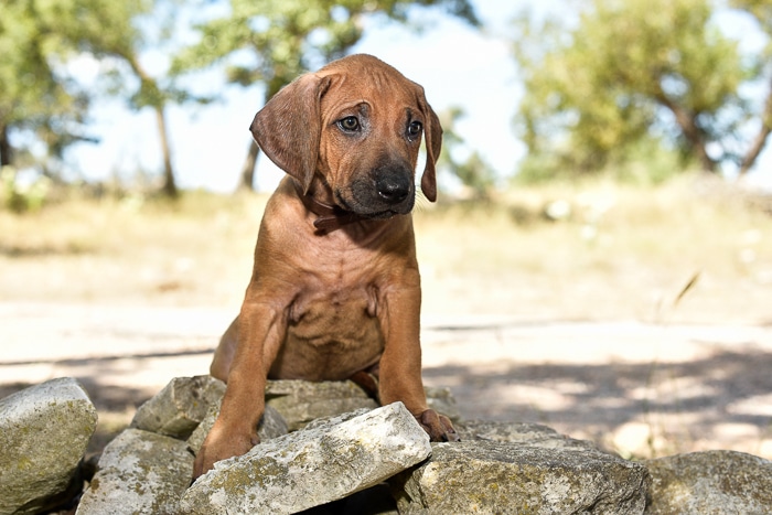 male rhodesian ridgeback puppy for sale texas