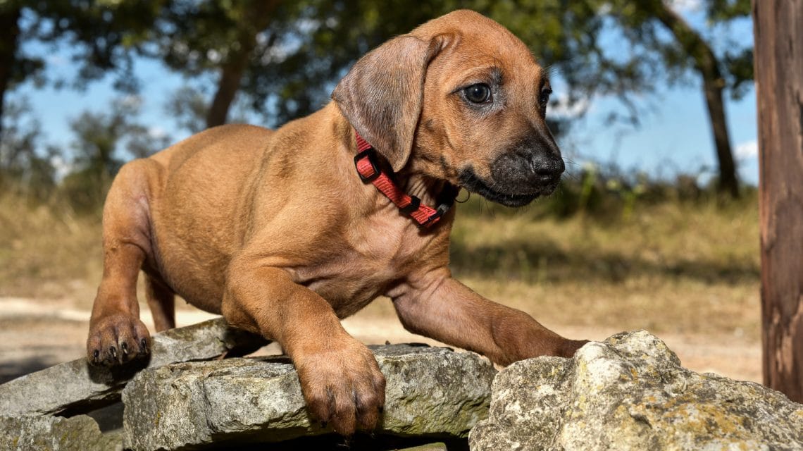 rhodesian ridgeback puppy 4